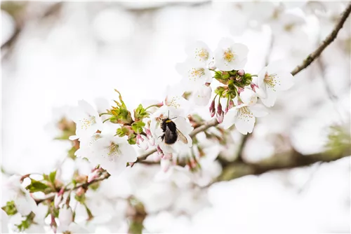 Zwergkirsche 'Brillant' - Prunus nipponica 'Brillant'