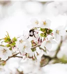 Zwergkirsche 'Brillant' - Prunus nipponica 'Brillant'