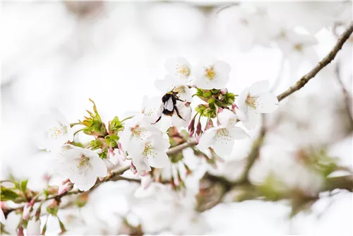 Zwergkirsche 'Brillant' - Prunus nipponica 'Brillant'