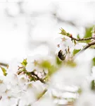 Zwergkirsche 'Brillant' - Prunus nipponica 'Brillant'