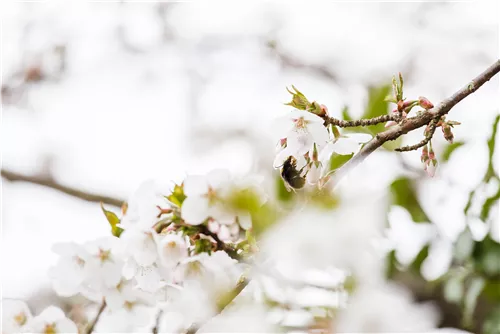 Zwergkirsche 'Brillant' - Prunus nipponica 'Brillant'