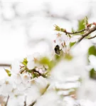 Zwergkirsche 'Brillant' - Prunus nipponica 'Brillant'