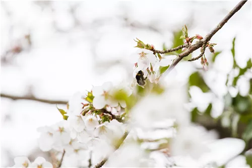 Zwergkirsche 'Brillant' - Prunus nipponica 'Brillant'