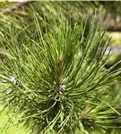 Schwerin-Kiefer 'Wiethorst' - Pinus schwerinii 'Wiethorst'