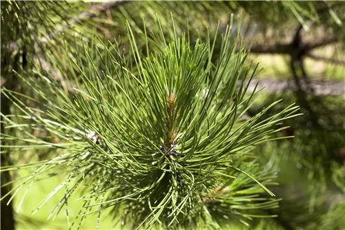 Schwerin-Kiefer 'Wiethorst' - Pinus schwerinii 'Wiethorst'
