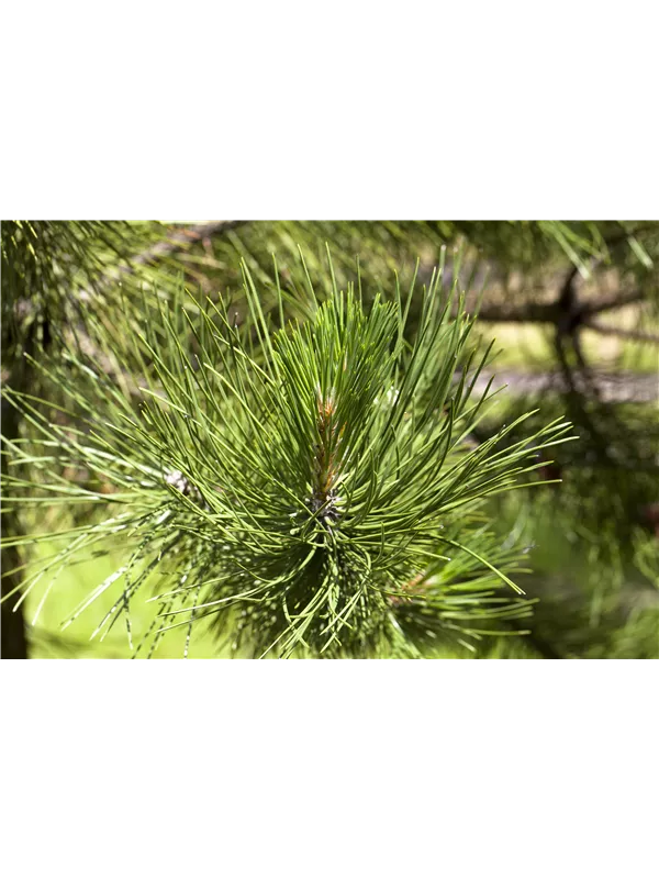 Schwerin-Kiefer 'Wiethorst' - Pinus schwerinii 'Wiethorst'