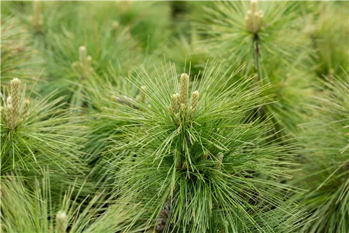 Schwerin-Kiefer 'Wiethorst' - Pinus schwerinii 'Wiethorst'