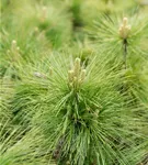 Schwerin-Kiefer 'Wiethorst' - Pinus schwerinii 'Wiethorst'