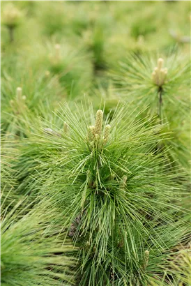 Schwerin-Kiefer 'Wiethorst' - Pinus schwerinii 'Wiethorst'