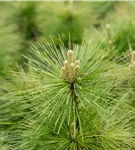 Schwerin-Kiefer 'Wiethorst' - Pinus schwerinii 'Wiethorst'