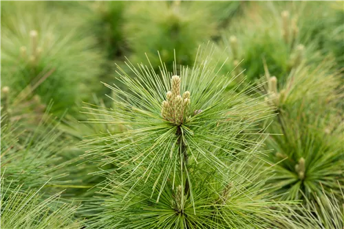 Schwerin-Kiefer 'Wiethorst' - Pinus schwerinii 'Wiethorst'