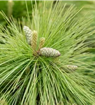 Schwerin-Kiefer 'Wiethorst' - Pinus schwerinii 'Wiethorst'