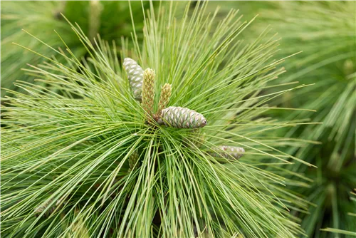 Schwerin-Kiefer 'Wiethorst' - Pinus schwerinii 'Wiethorst'