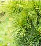 Schwerin-Kiefer 'Wiethorst' - Pinus schwerinii 'Wiethorst'