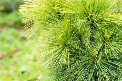 Schwerin-Kiefer 'Wiethorst' - Pinus schwerinii 'Wiethorst'