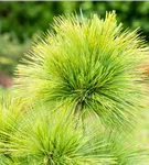 Schwerin-Kiefer 'Wiethorst' - Pinus schwerinii 'Wiethorst'