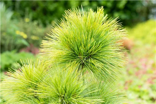 Schwerin-Kiefer 'Wiethorst' - Pinus schwerinii 'Wiethorst'