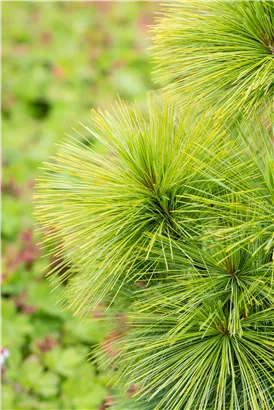 Schwerin-Kiefer 'Wiethorst' - Pinus schwerinii 'Wiethorst'