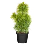 Schwerin-Kiefer 'Wiethorst' - Pinus schwerinii 'Wiethorst'