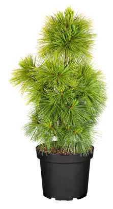 Schwerin-Kiefer 'Wiethorst' - Pinus schwerinii 'Wiethorst'
