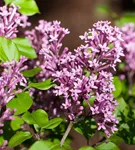 Meyer's Flieder 'Palibin' - Syringa meyeri 'Palibin'