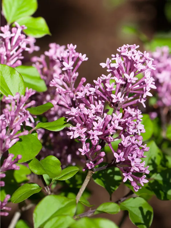 Meyer's Flieder 'Palibin' - Syringa meyeri 'Palibin'