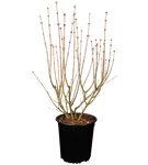 Meyer's Flieder 'Palibin' - Syringa meyeri 'Palibin'