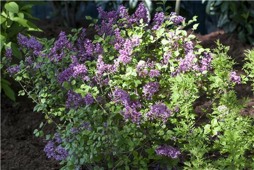 Meyer's Flieder 'Palibin' - Syringa meyeri 'Palibin'