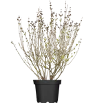 Meyer's Flieder 'Palibin' - Syringa meyeri 'Palibin'