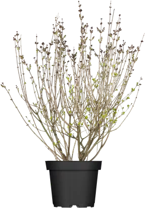 Meyer's Flieder 'Palibin' - Syringa meyeri 'Palibin'