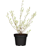 Meyer's Flieder 'Palibin' - Syringa meyeri 'Palibin'