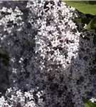 Meyer's Flieder 'Palibin' - Syringa meyeri 'Palibin'