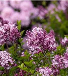 Meyer's Flieder 'Palibin' - Syringa meyeri 'Palibin'