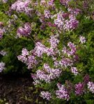 Meyer's Flieder 'Palibin' - Syringa meyeri 'Palibin'