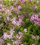 Meyer's Flieder 'Palibin' - Syringa meyeri 'Palibin'