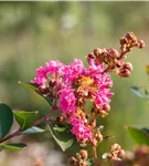 Lagerströemie 'Hopi' - Lagerstroemia indica 'Hopi'
