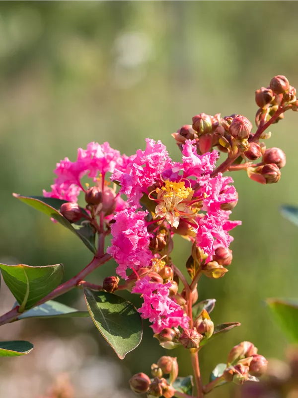 Lagerströemie 'Hopi' - Lagerstroemia indica 'Hopi'
