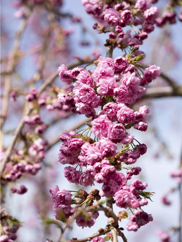 Häng.Nelkenkirsche 'Kiku-shidare-zakura' - Prunus serrulata 'Kiku-shidare-zakura' CAC