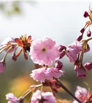 Häng.Nelkenkirsche 'Kiku-shidare-zakura' - Prunus serrulata 'Kiku-shidare-zakura' CAC