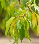 Häng.Nelkenkirsche 'Kiku-shidare-zakura' - Prunus serrulata 'Kiku-shidare-zakura' CAC