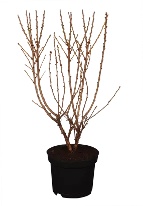 Koreakirsche,Filzkirsche - Prunus tomentosa CAC