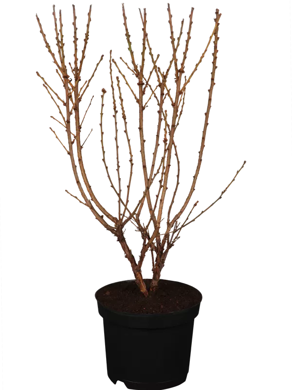 Koreakirsche,Filzkirsche - Prunus tomentosa CAC