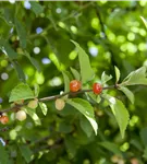 Koreakirsche,Filzkirsche - Prunus tomentosa CAC