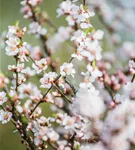 Koreakirsche,Filzkirsche - Prunus tomentosa CAC