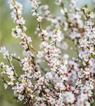 Koreakirsche,Filzkirsche - Prunus tomentosa CAC