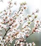 Koreakirsche,Filzkirsche - Prunus tomentosa CAC