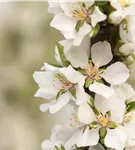 Koreakirsche,Filzkirsche - Prunus tomentosa CAC