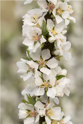 Koreakirsche,Filzkirsche - Prunus tomentosa CAC
