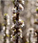 Koreakirsche,Filzkirsche - Prunus tomentosa CAC