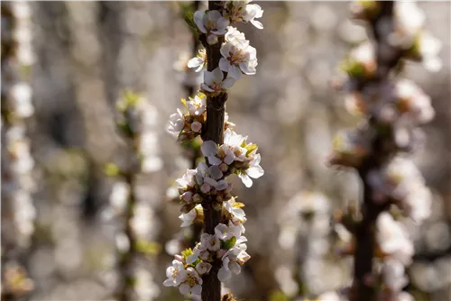 Koreakirsche,Filzkirsche - Prunus tomentosa CAC